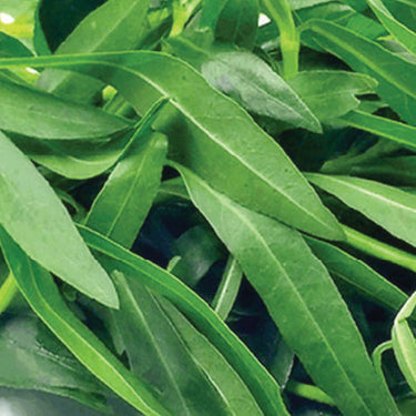 Ponnangani Keerai- Sessile Joyweed